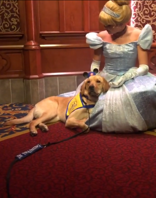 Service dog trainee falls head over heels in love, and it’s the greatest thing