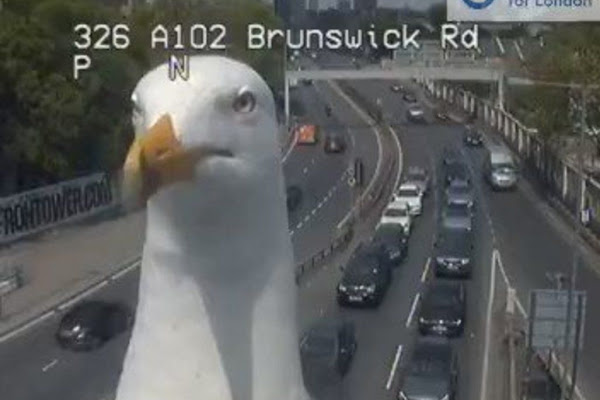 These two seagulls who keep appearing on a London traffic camera spread across Twitter