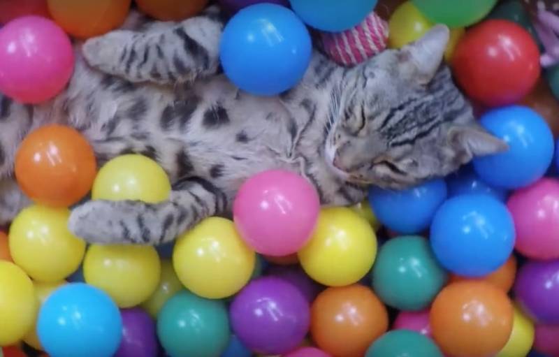 This Little Kitty Has A Special Play Toy–And It’s Not What You Would Think