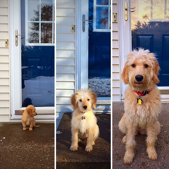 17 pictures that show Golden-doodles are absolutely adorable!