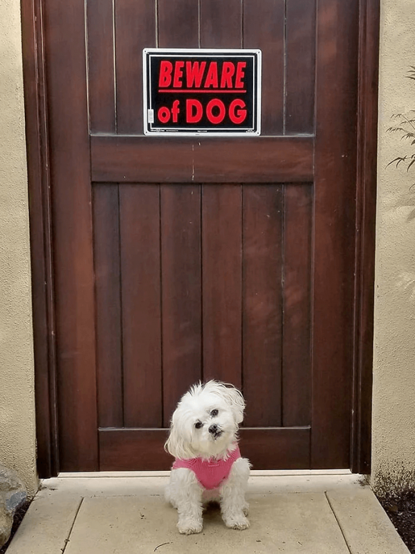 10+ dogs that show the real meaning behind those “Beware of dog” signs