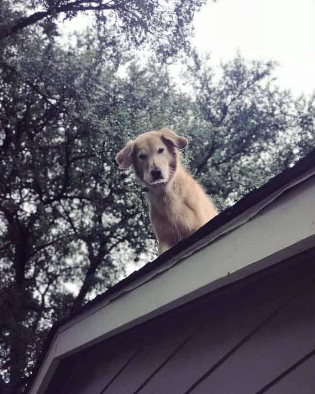 Dog Sits on Roof of House – Neighbors Read a Sign That Explains Why