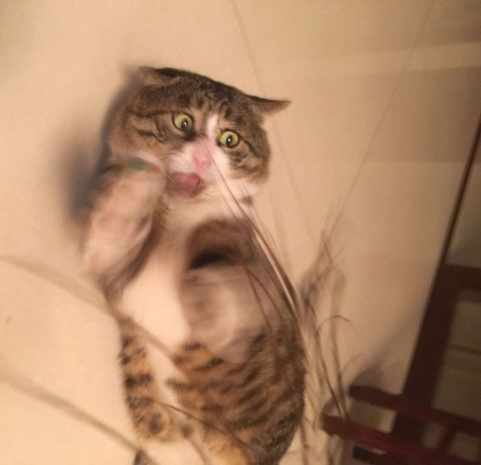 Cat’s dramatic reactions make him famous across the Internet
