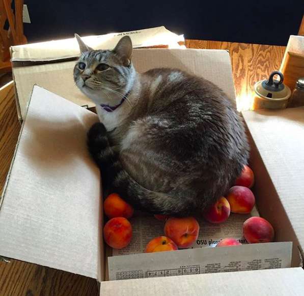 Cat’s Inexplicable Love Of Peaches Is The Best Thing You’ll See All Day