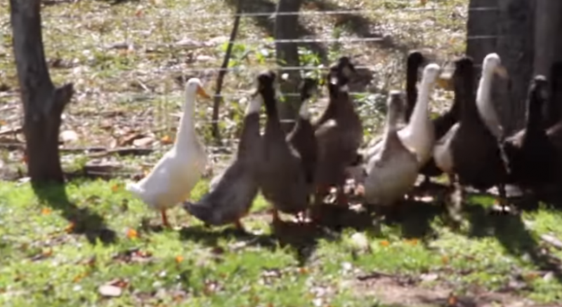 Watching these neglected ducks take to water for the first time ever will make your day