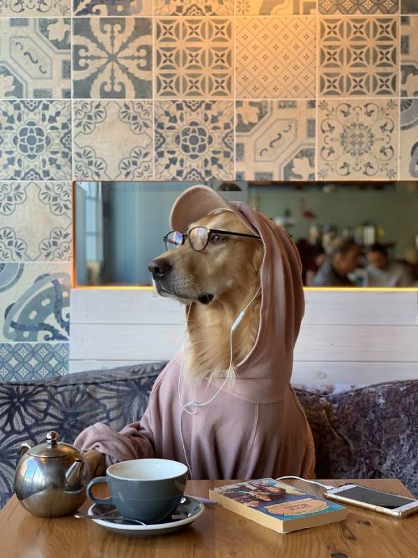 Photographer Takes Hilarious Pictures Of Her Dog Doing Human Things