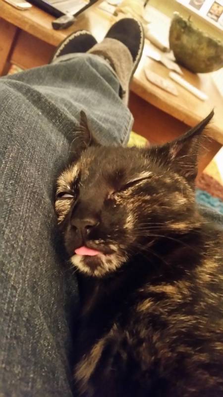 These 30 pictures owners named “the ugliest photo of their pets” are hilarious