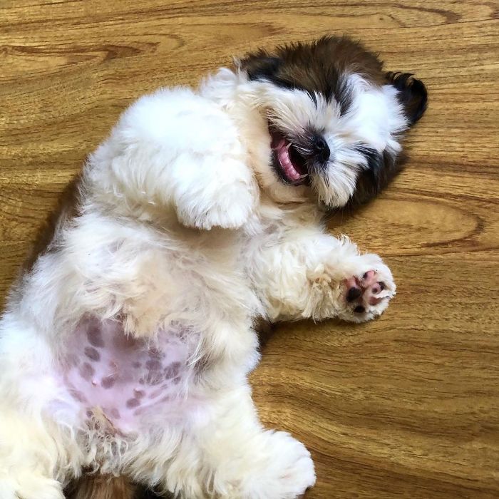 20+ Pictures Of An ADORABLE Puppy Sleeping Like She’s Been ‘Turned Off’