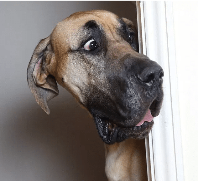 Meet Presley the real-life Scooby Doo a Great Dane who’s afraid of everything that moves