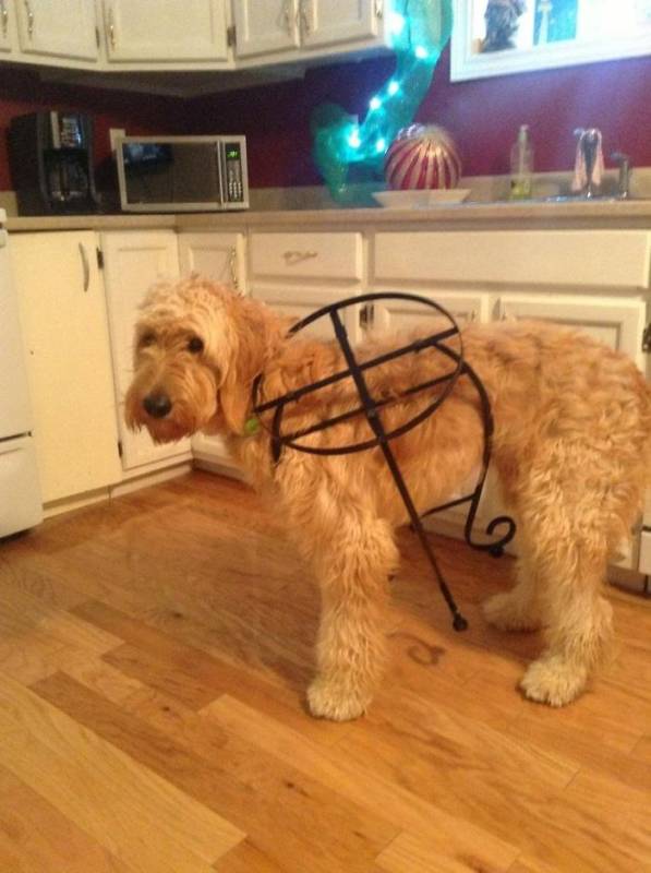 17 pictures that show Golden-doodles are absolutely adorable!