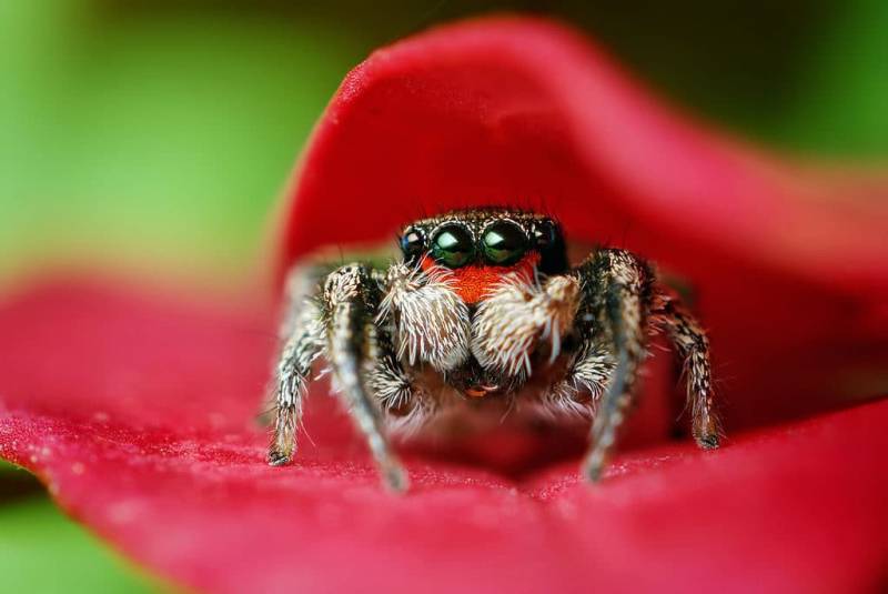 10 Photos That Will Prove That Insects Are the Puppies of the Invertebrate World