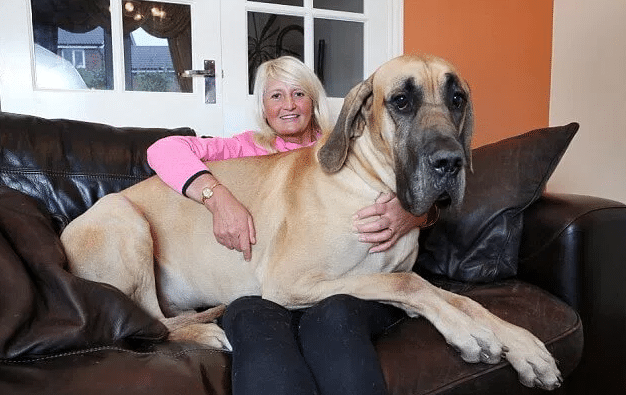 Meet Presley the real-life Scooby Doo a Great Dane who’s afraid of everything that moves