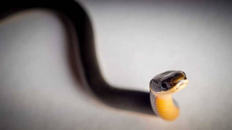 Can Reptiles Be Cute? 10 Photographs That Say Yes.