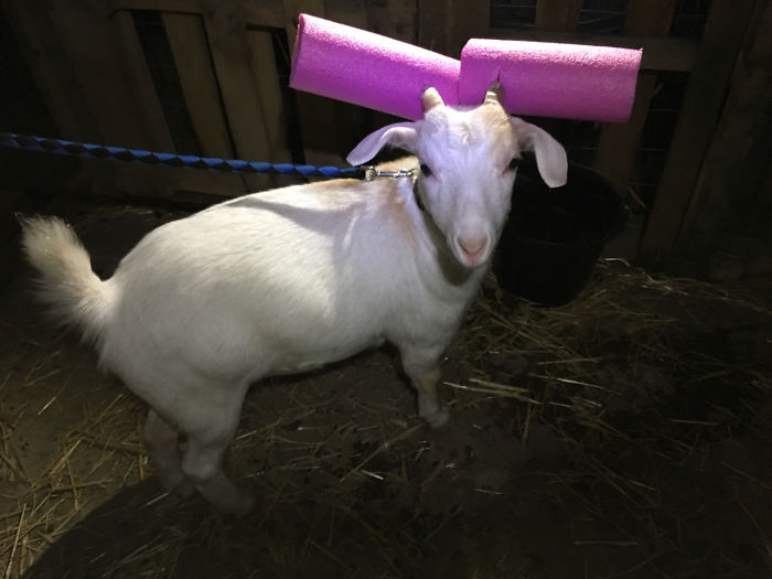 10+ Must See Pictures Of Goats ‘Protecting’ People By Wearing Noodles