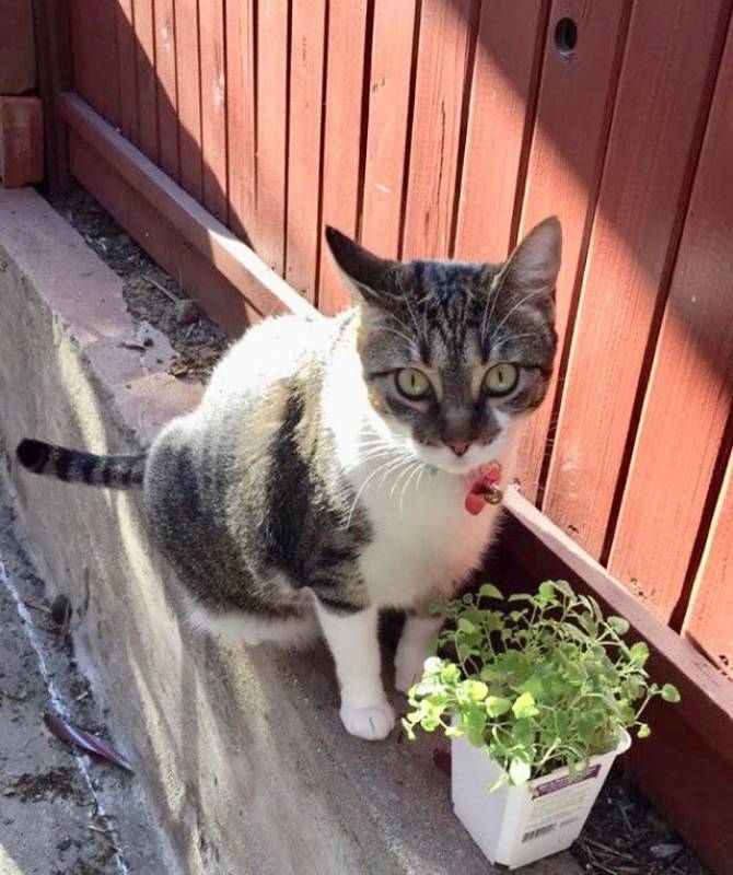 Owner Writes A Letter To Prove Her ’Extremely Unfriendly’ Cat Actually Has A Soft Side