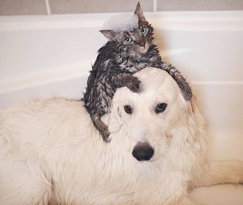 Dogs & Cats Don’t Get Along, Not This Family We Can’t  Believe How They Adore Each Other