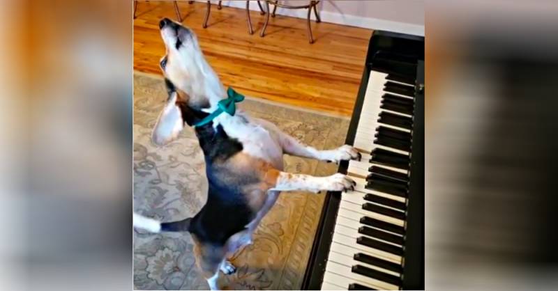 In this home video, a rescue dog and its tiny “back up dancer” go crazy during their adorable jam session