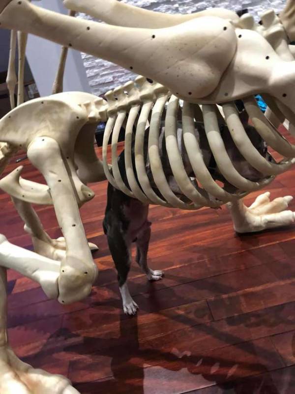 Dog Finds Halloween Skeleton And Decides To Prank His Sister