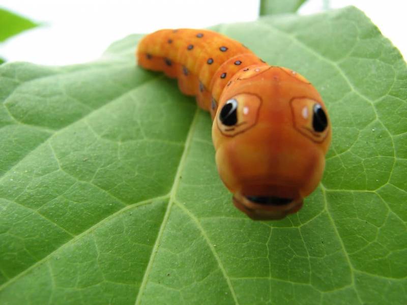 10 Photos That Will Prove That Insects Are the Puppies of the Invertebrate World