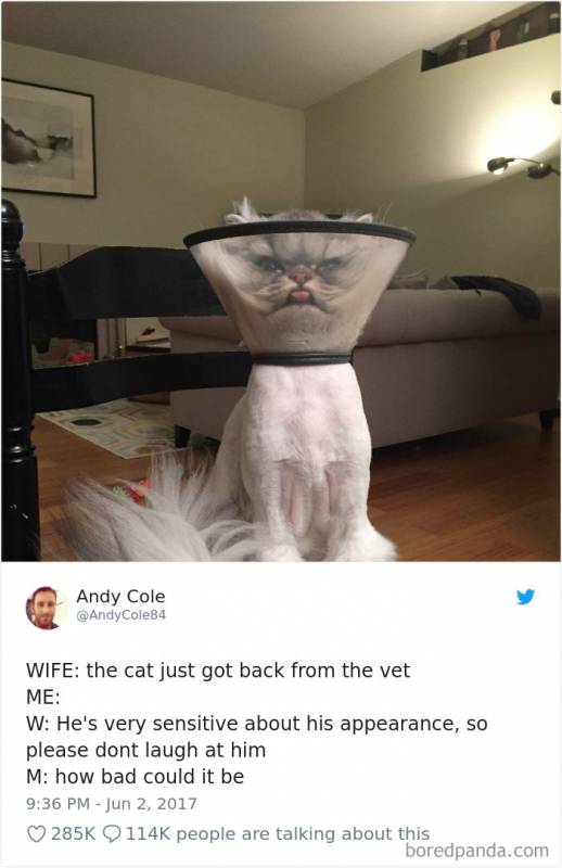 45 hilarious cat tweets