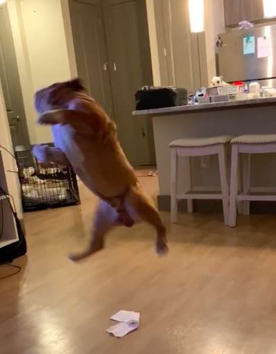 Dog Experiences Pure Joy When Owner Puts Toilet Paper On Ceiling Fan