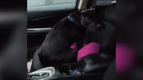 Wet And Hungry Pit Bull Comes Up To Car–He Decides To Take Action When Asked If He’s Hungry