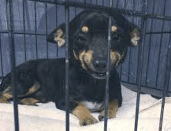 Cheech The Shelter Dog’s Goofy Smile On Demand Charms Thousands To Fall In Love With Him