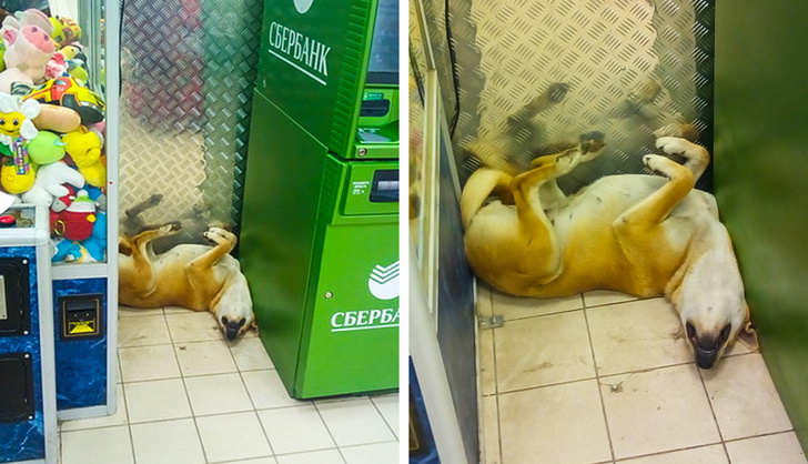 10+ Pictures Of Pets Who Make Themselves At Home Anywhere