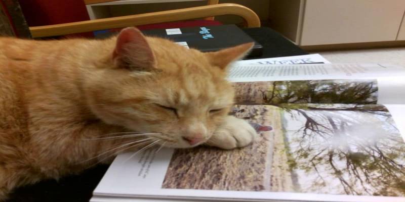 Cat Goes To His ‘Favorite Place’ At 7am Every Day And The Reason Is Heartwarming