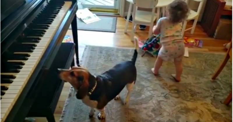 In this home video, a rescue dog and its tiny “back up dancer” go crazy during their adorable jam session
