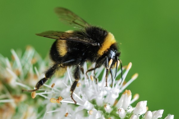 This Guide To Bees Is Both Hilarious And Informative