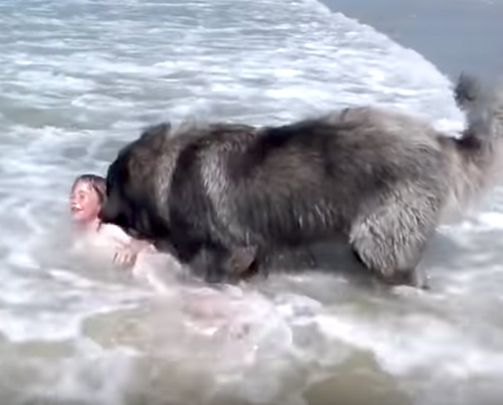 Newfoundland Saves Girl From The Scary Ocean Waves