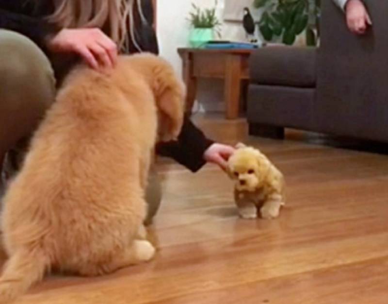Puppy’s Funny Reaction To Toy Dog Is Pure Gold