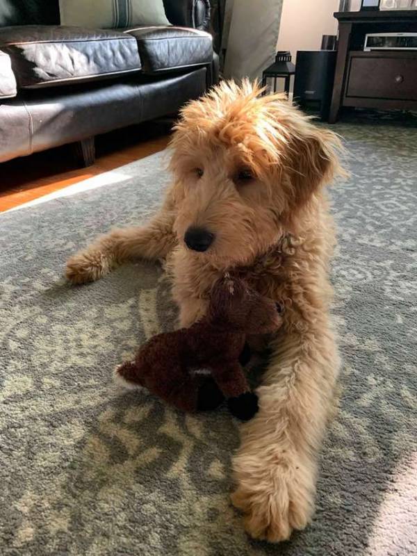 Dad takes puppy’s favorite toy, but he won’t leave the toy for a minute