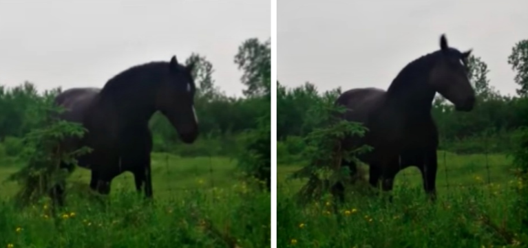 Horse Jams To The Sounds Of ‘Fleetwood Mac’, He Loves It