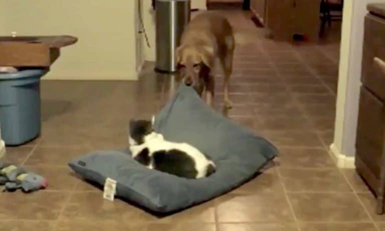 Dogs Find Cats Sleeping In Their Beds–Their Response Is Hysterical!