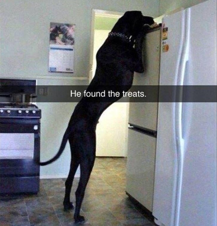 10 + Hilarious Big Dog Pictures You Will Love
