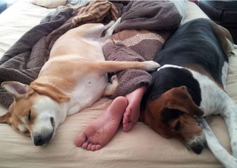 4 Top Benefits of Having Your Dog Sleep in Your Bed, It’s Amazing