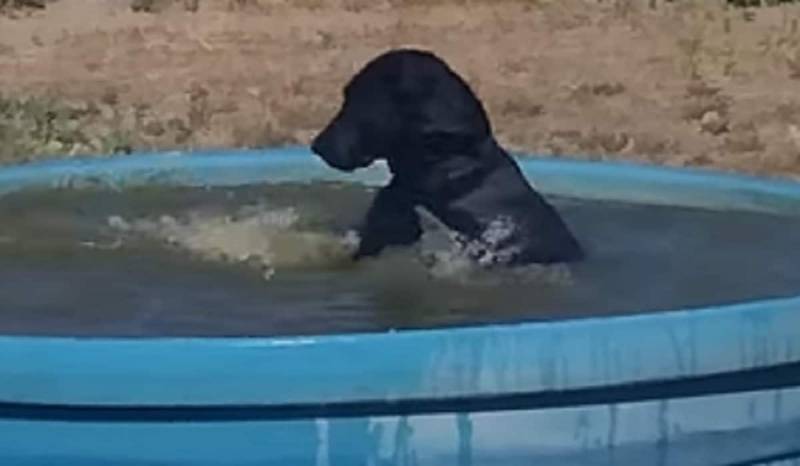 Teal The Lab Plays In The Water, Gets Hilariously Busted On Video