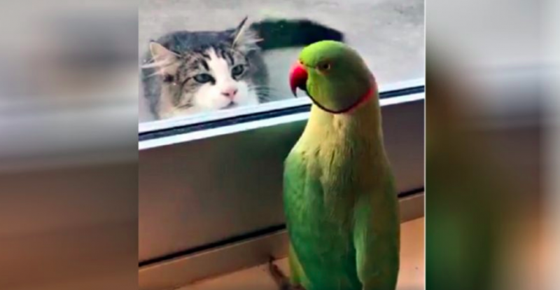 Bird messes with cat by playing a game of peek-a-boo