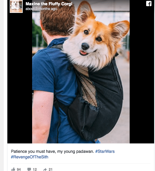 New Yorkers Are Smiling, This Fluffy Corgi Brings Out The Best In Them It’s So Sweet