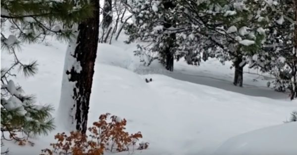 When big dog helps his little friend out in the snow, his dad can not stop laughing