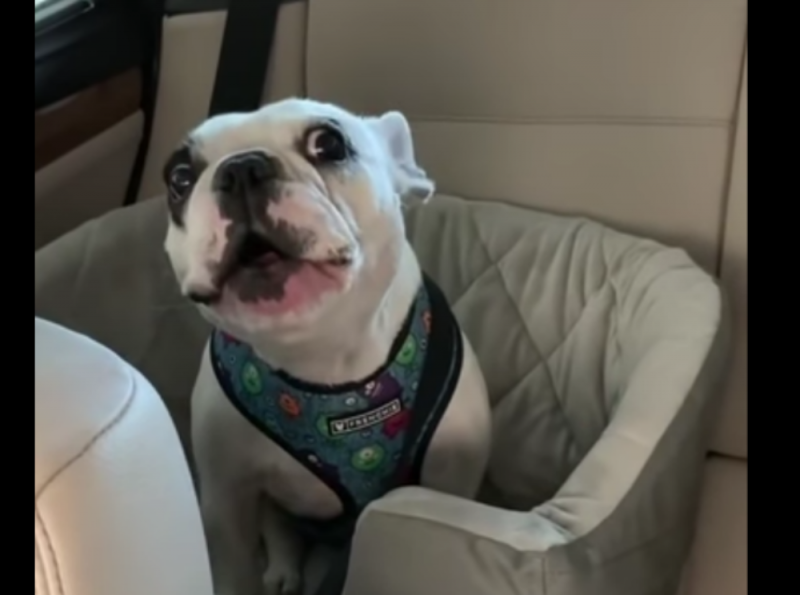 Furious dog argues because the park is closed, mom’s comeback is hilarious