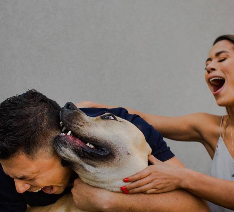 Must See Hilarious Pictures Of A Dog In A Pre-Wedding Photoshoot