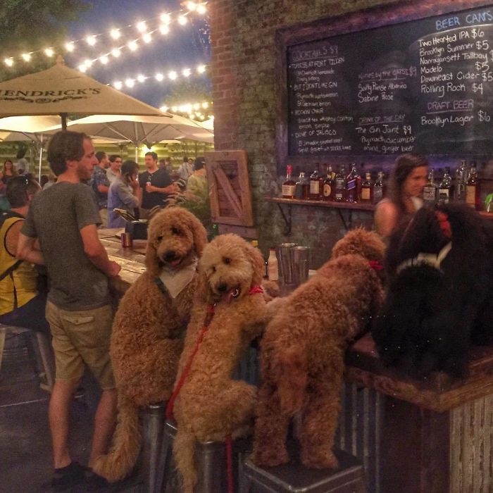 17 pictures that show Golden-doodles are absolutely adorable!