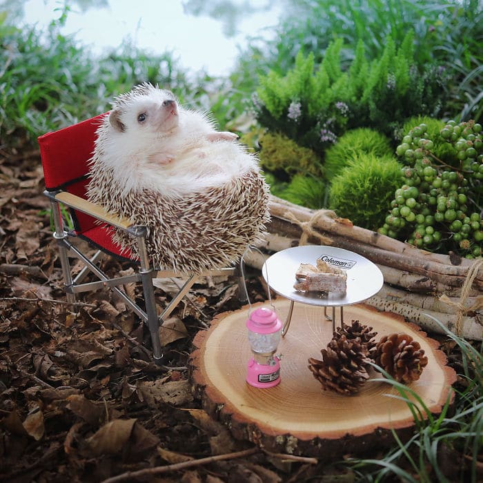 Tiny Hedgehog Trades In Dream House For A Tent, Pics Are The Best Thing You’ll See Today