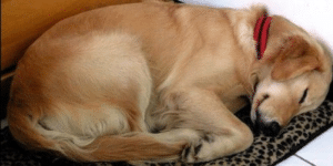Dog Comes To Woman’s House Everyday To Nap–She Pins A Note And Finds Out Why