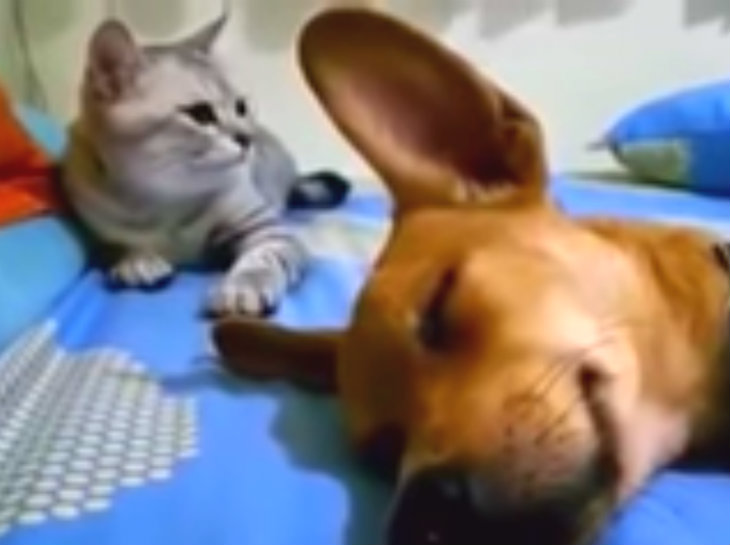 Dog Accidentally Farts In His Sleep But It’s Cat’s Comeback That Has Internet Cracking Up