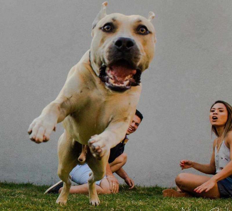 Must See Hilarious Pictures Of A Dog In A Pre-Wedding Photoshoot