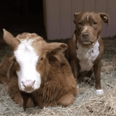 This Calf Was Rescued During A Hurricane–You Won’t Believe What She Does Now